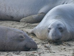 2008Elephant-Seals-3